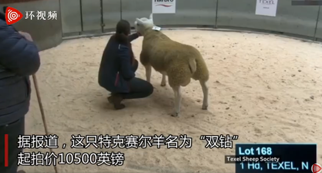 产肉性能|