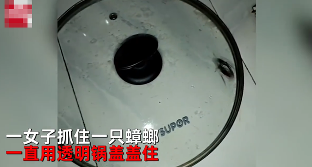 蟑螂|