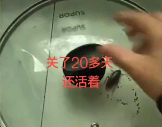 蟑螂|
