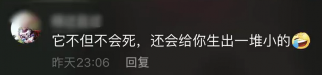 蟑螂|