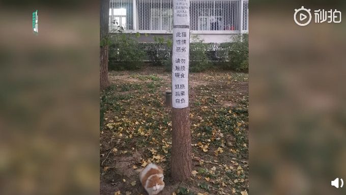 流浪猫|