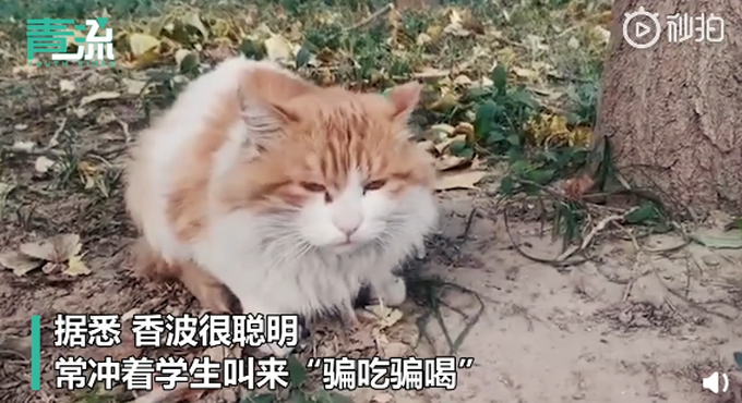 流浪猫|
