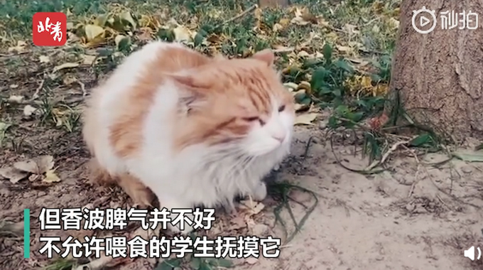 流浪猫|