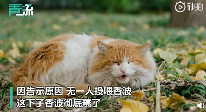 流浪猫|