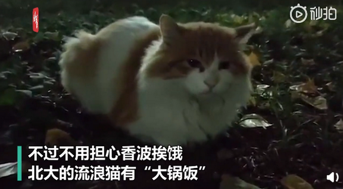 流浪猫|