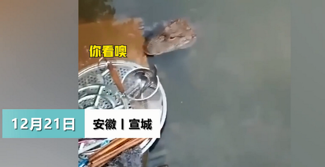 《【星图平台网站】安徽一女子河边洗碗被野生扬子鳄“蹲守”，觅食画面被拍下，网友：有点萌》