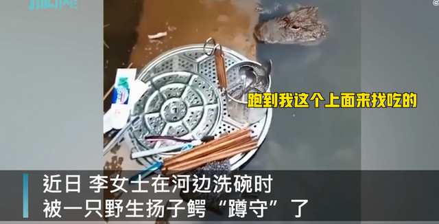 《【星图平台网站】安徽一女子河边洗碗被野生扬子鳄“蹲守”，觅食画面被拍下，网友：有点萌》