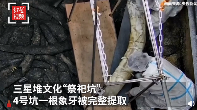 三星堆遗址|一醒惊天下!三星堆祭祀坑出土超120根象牙 考古现场专家直呼啥都有…
