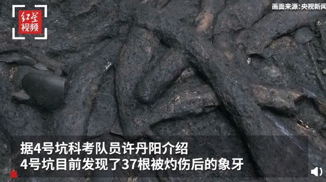 三星堆遗址|一醒惊天下!三星堆祭祀坑出土超120根象牙 考古现场专家直呼啥都有…