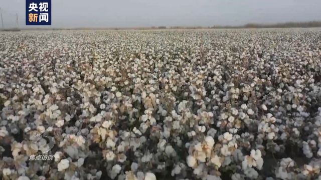 棉花协会|白棉花为何上了“黑名单” “强迫劳动”谎言从何而来？
