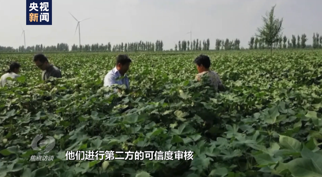 棉花协会|白棉花为何上了“黑名单” “强迫劳动”谎言从何而来？