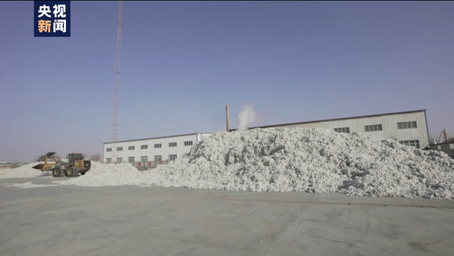 棉花协会|白棉花为何上了“黑名单” “强迫劳动”谎言从何而来？