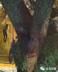 bci|乌合麒麟新作被夸细节拉满 网友惊呼疯狂输出！