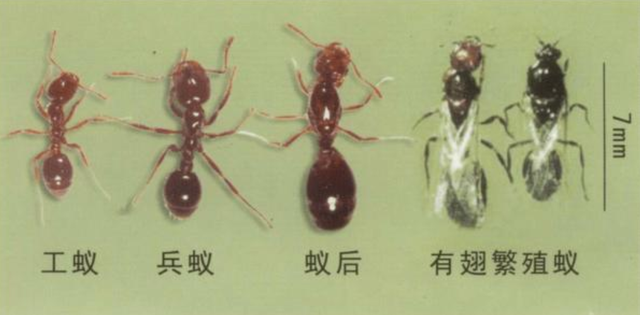 白僵菌|红火蚁已传播至我国435个县市区 这是什么物种？它有多恐怖？