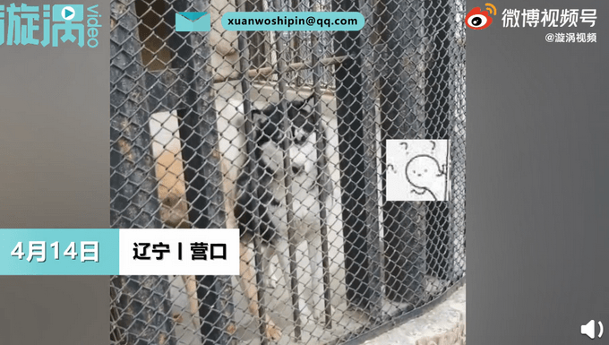 动物园|动物园回应狼圈养哈士奇 还生了个串???