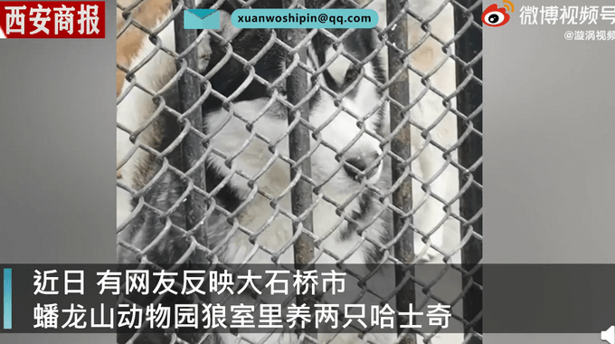 动物园|动物园回应狼圈养哈士奇 还生了个串???