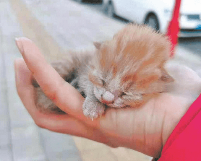 长江网|胖成秤砣！雷神山流浪小奶猫一年后成“胖橘”