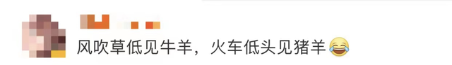 游客|这样的烟火气，你爱了吗？四川一火车上有猪羊成群穿行，背后故事告诉你