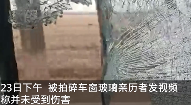 繁育|进村东北虎已送至饲养繁育中心 亲历者称拍碎车窗后还追了几步