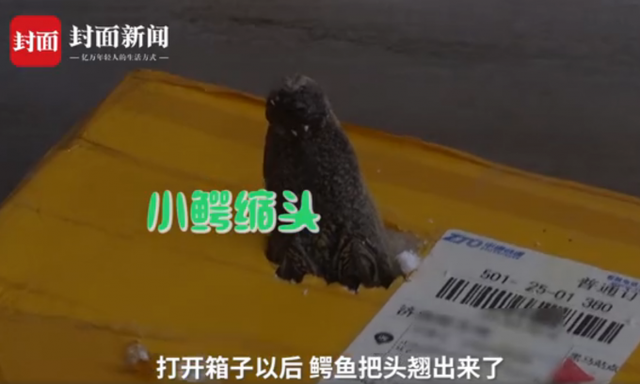 网购|孩子网购小鱼竟收到泰国鳄 专家：异常凶猛，六亲不认