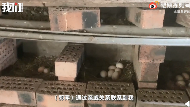 郭萍|熟蛋返生论文第二作者后悔参与 ＂运用超心理意识能量＂太玄幻