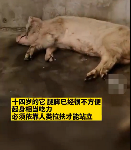 猪坚强|博物馆考虑对猪坚强实施安乐死 汶川地震被埋36天得救