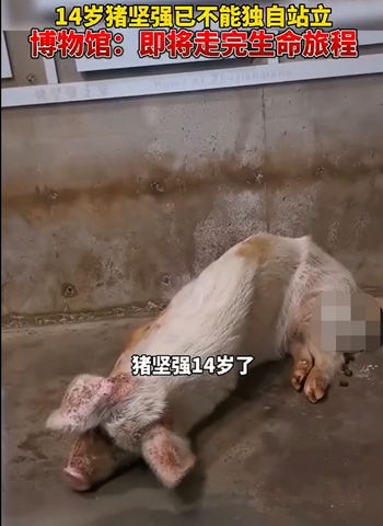 猪坚强|博物馆考虑对猪坚强实施安乐死 汶川地震被埋36天得救