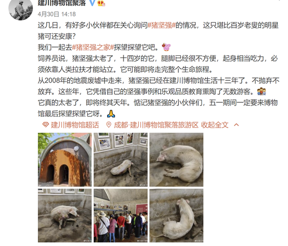 猪坚强|博物馆考虑对猪坚强实施安乐死 汶川地震被埋36天得救