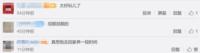 猫咪|1个月大小老虎动物园里逛街 网友：大王来巡山