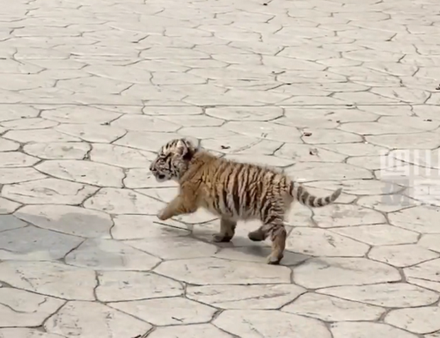 猫咪|1个月大小老虎动物园里逛街 网友：大王来巡山