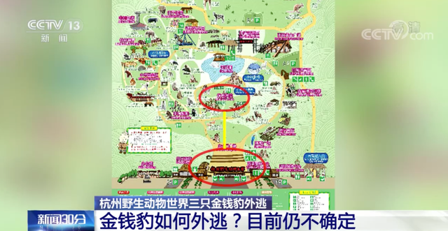 野生动物世界|园方丢了豹还“瞒豹”！金钱豹外逃事件立案调查，已对五人采取刑事强制措施