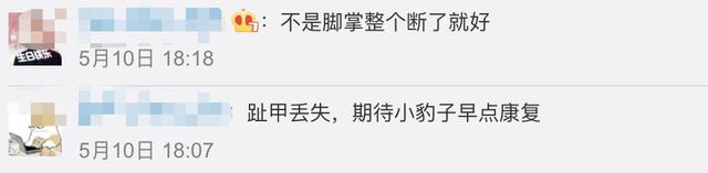 金钱豹|专家判断第3只豹子或已死亡 官媒:瞒报这是吃了熊心豹子胆?!