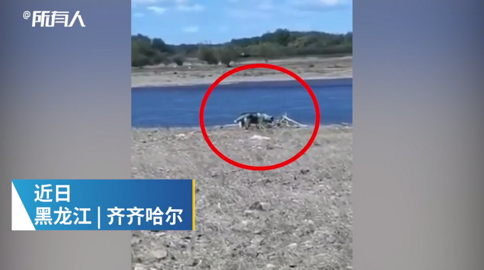 野生动物|官方回应齐齐哈尔疑似发现野狼 村民家羊和狗被断脖颈