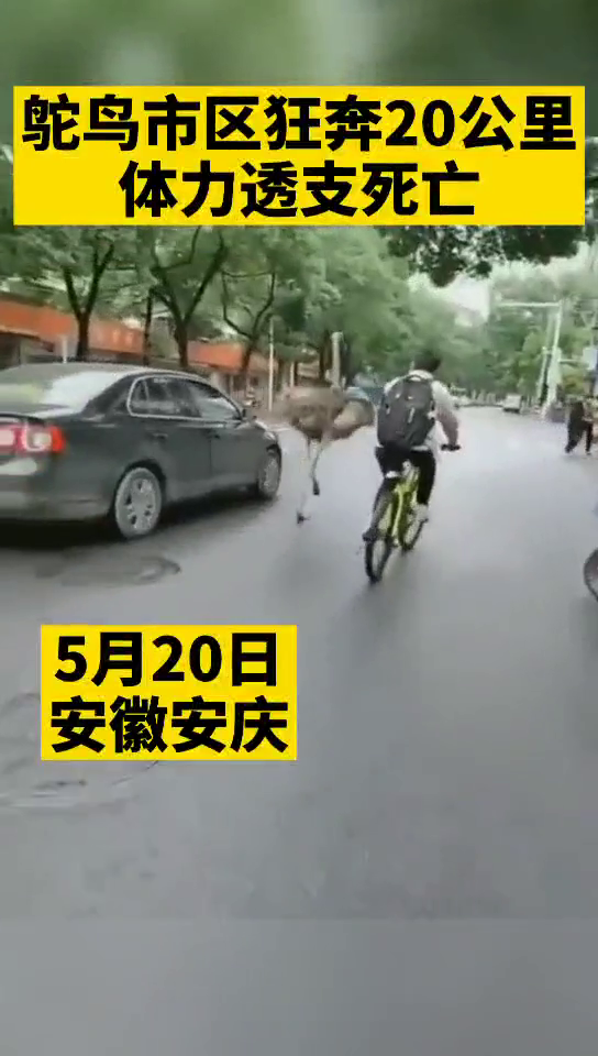 狂奔|鸵鸟市区狂奔20多公里死亡 野生动物园倒闭后处于散养状态