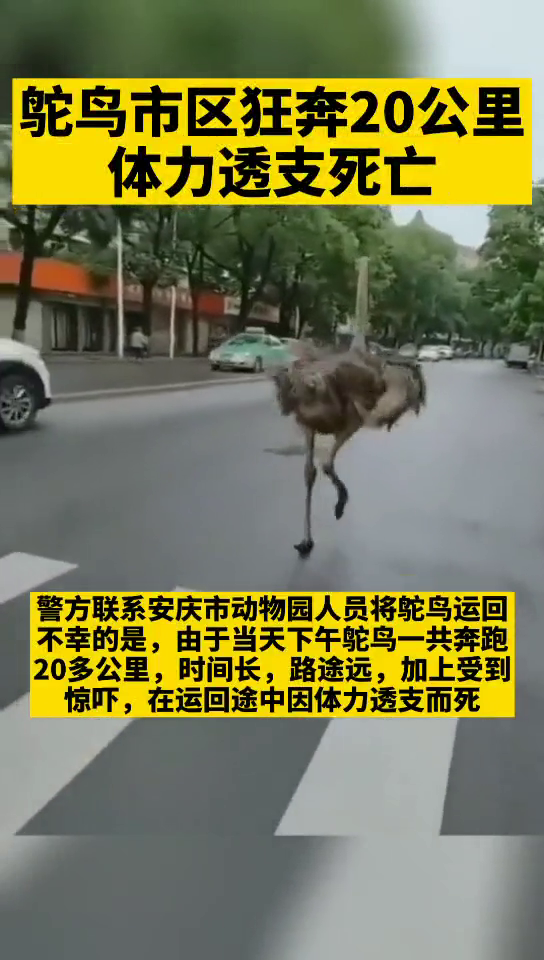 狂奔|鸵鸟市区狂奔20多公里死亡 野生动物园倒闭后处于散养状态