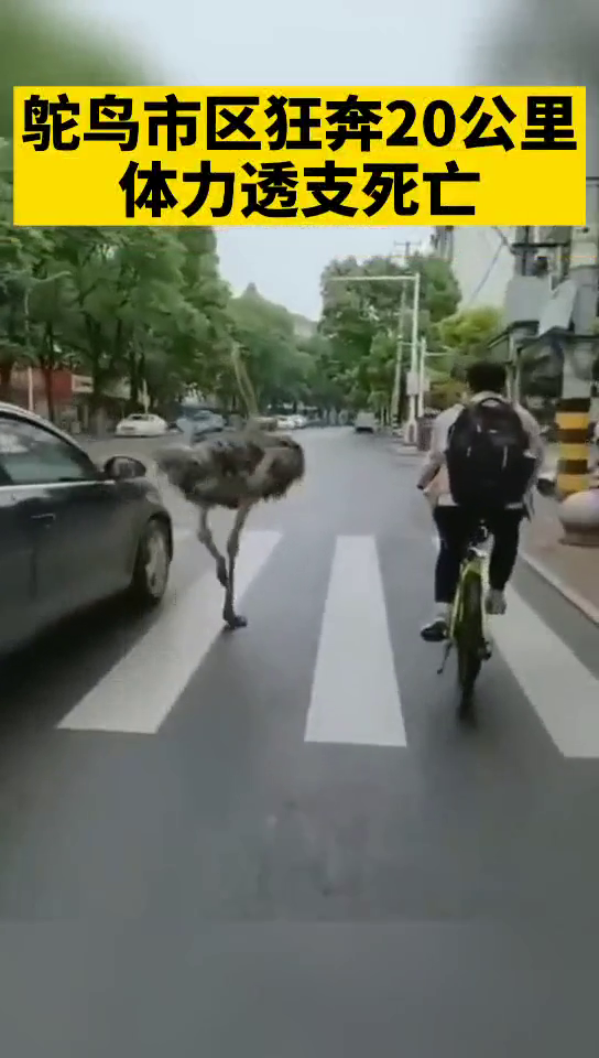 狂奔|鸵鸟市区狂奔20多公里死亡 野生动物园倒闭后处于散养状态