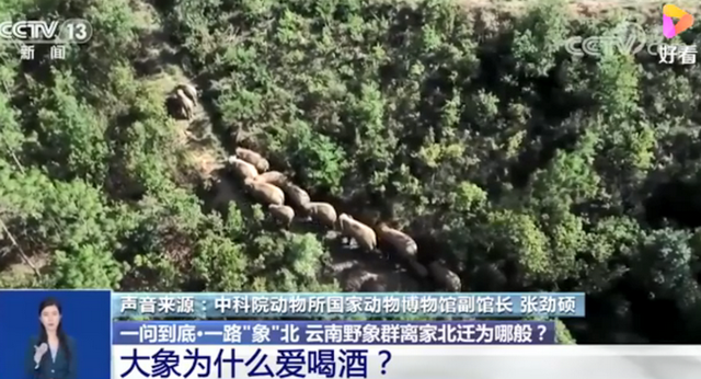 大象|大象为啥对酒感兴趣?与祖祖辈辈吃水果的习性有关