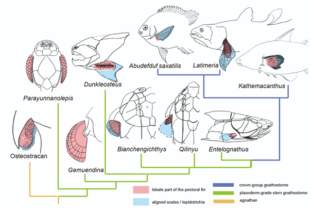 边城|重庆发现4.23亿年前袖珍边城鱼 为人类的演化提供重要化石实证