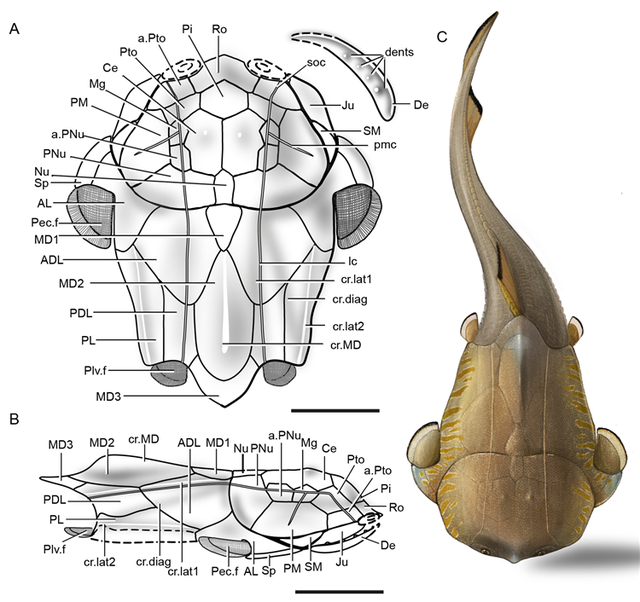 边城|重庆发现4.23亿年前袖珍边城鱼 为人类的演化提供重要化石实证
