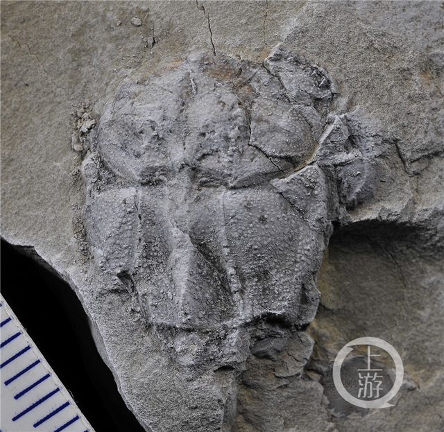 边城|重庆发现4.23亿年前袖珍边城鱼 为人类的演化提供重要化石实证