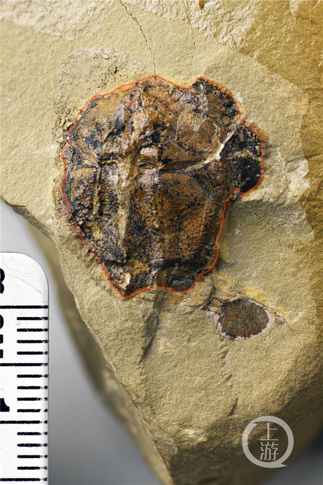 边城|重庆发现4.23亿年前袖珍边城鱼 为人类的演化提供重要化石实证