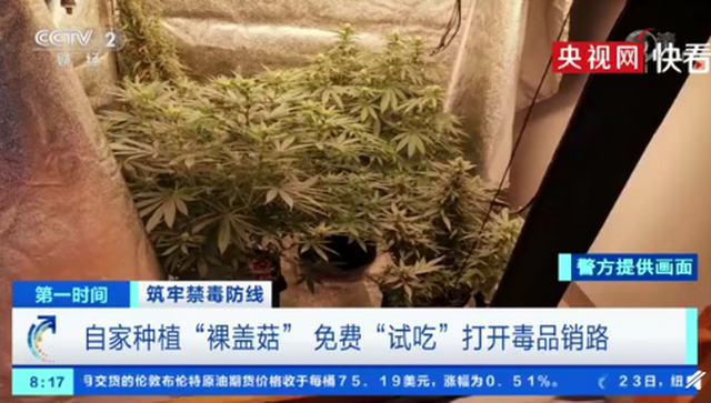 巧克力|央视曝致幻毒品蘑菇伪装成巧克力 免费试吃打开毒品销路