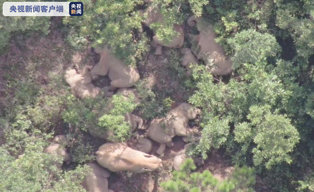 迂回|云南象群向东北方迂回移动 独象与象群直线距离53公里