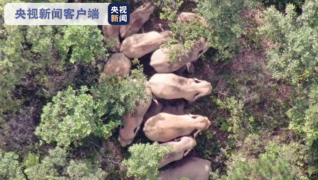 迂回|云南象群向东北方迂回移动 独象与象群直线距离53公里