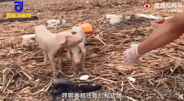 猪坚强|又见"猪坚强" 河南两小猪洪水中漂流17天获救 网友心疼