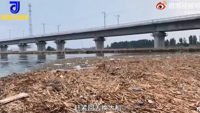 猪坚强|又见"猪坚强" 河南两小猪洪水中漂流17天获救 网友心疼