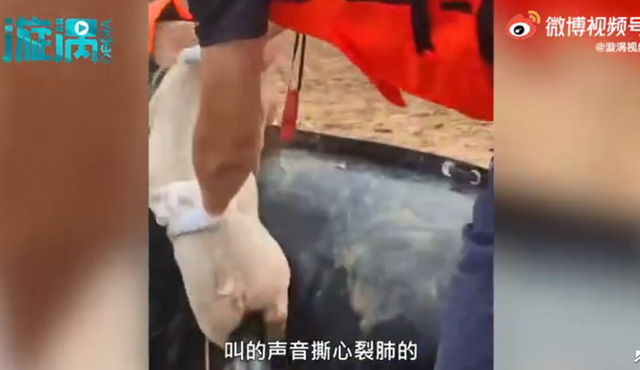 猪坚强|又见"猪坚强" 河南两小猪洪水中漂流17天获救 网友心疼