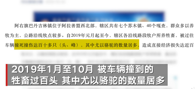 阿拉善右旗|被撞骆驼已怀崽，阿拉善车祸中被撞骆驼主人发声