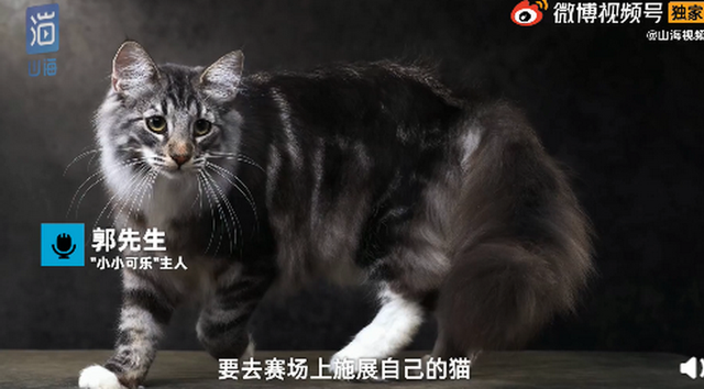 猫王|主人崩溃！名贵猫王后代被医院误做绝育，医院：不算医疗事故