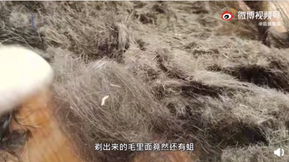 情侣|愤怒！南京90后情侣退房后把边牧遗弃在出租屋，毛里面竟然还有蛆